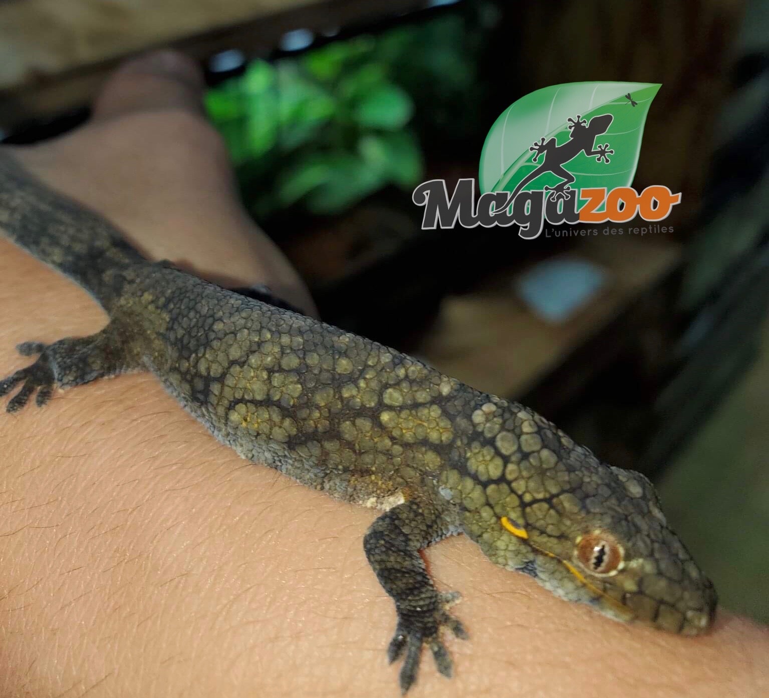 Magazoo Gecko caméléon (Vieillardi) Femelle Adulte