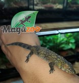 Magazoo Chameleon Gecko (Vieillardi) Female adult
