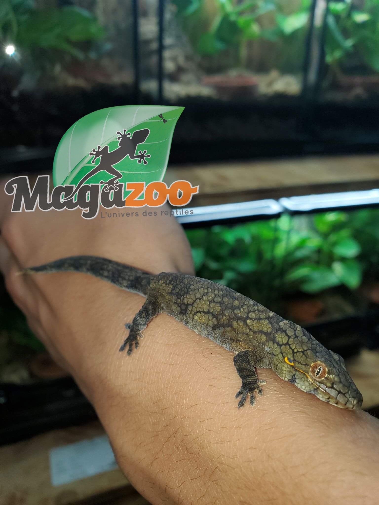 Magazoo Gecko caméléon (Vieillardi) Femelle Adulte