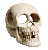 Treasures underwater Crâne - Skull