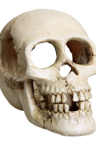 Treasures underwater UNDERWATER TREASURES 53334 Crâne