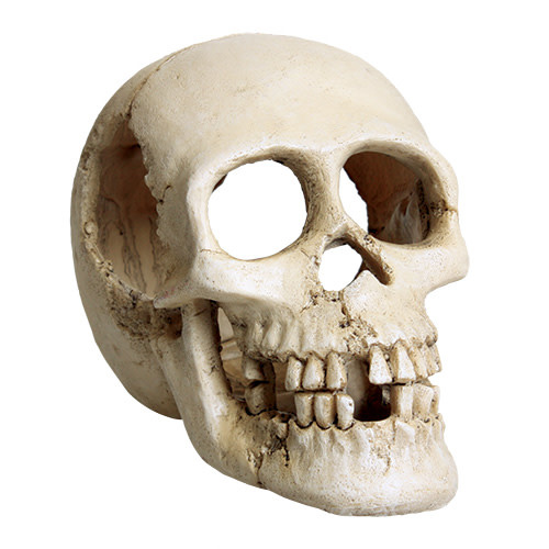 Treasures underwater Crâne - Skull