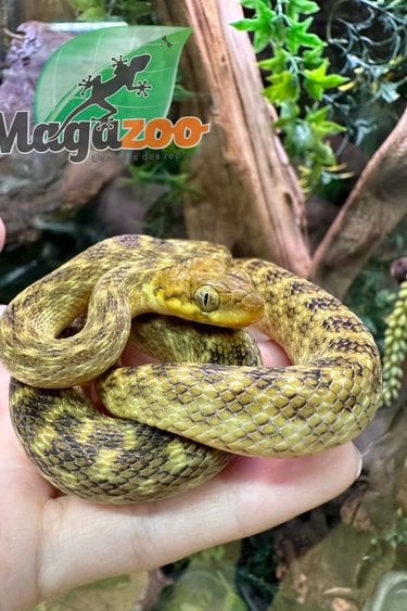 Magazoo Serpent aux yeux de chat de Madagascar Mâle