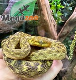 Magazoo Madagascar cat-eyed snake male