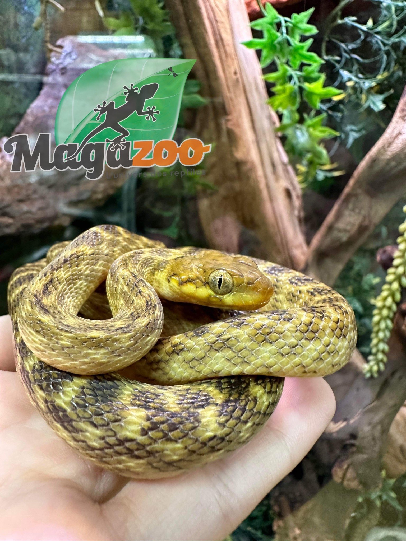 Magazoo Madagascar cat-eyed snake male