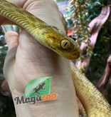Magazoo Serpent aux yeux de chat de Madagascar Mâle