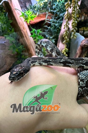 Magazoo Black Rat snake