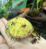 Magazoo Horned frog (pac-man) albino juvenile