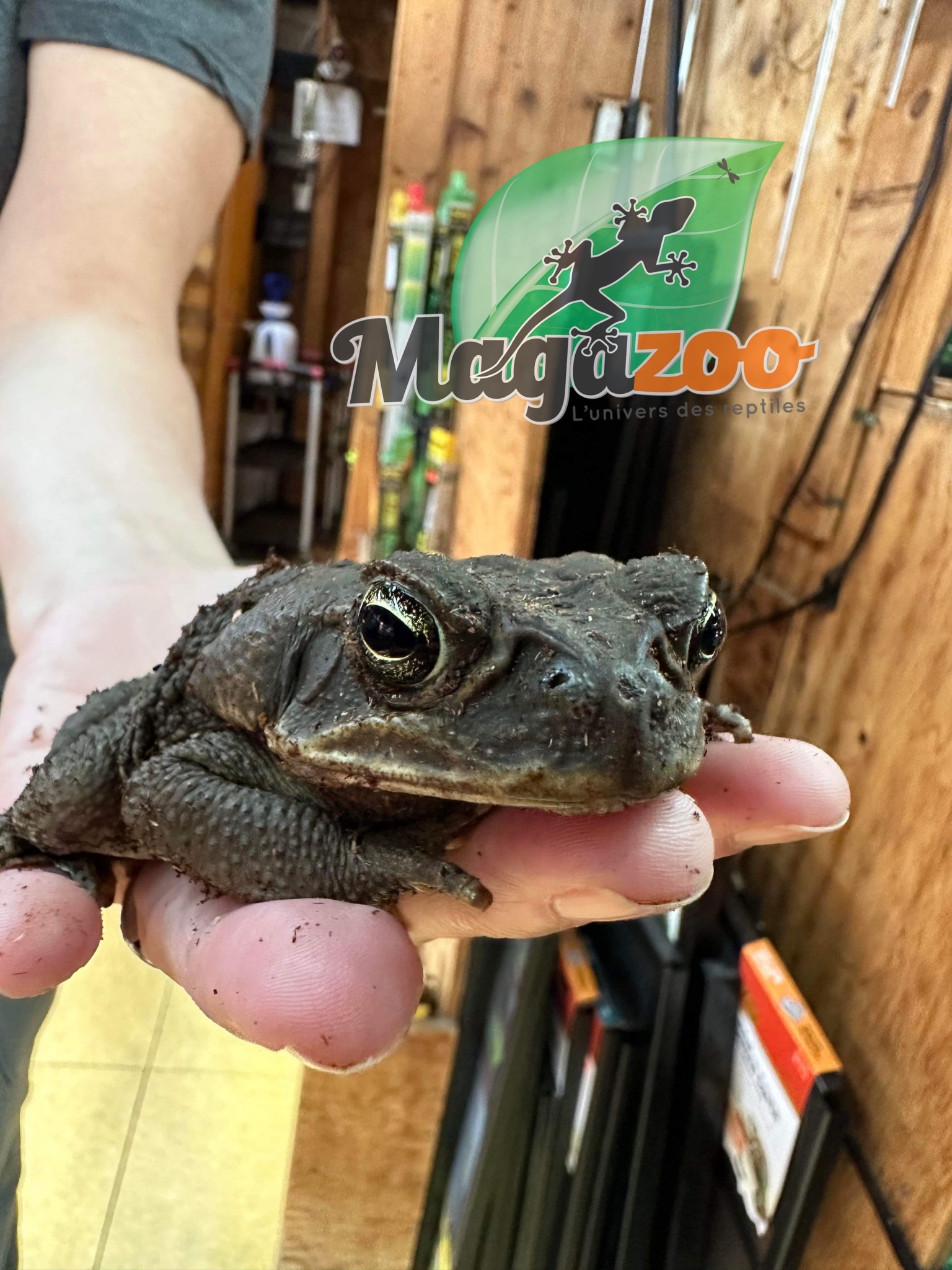 Magazoo Marine toad , Cane toad