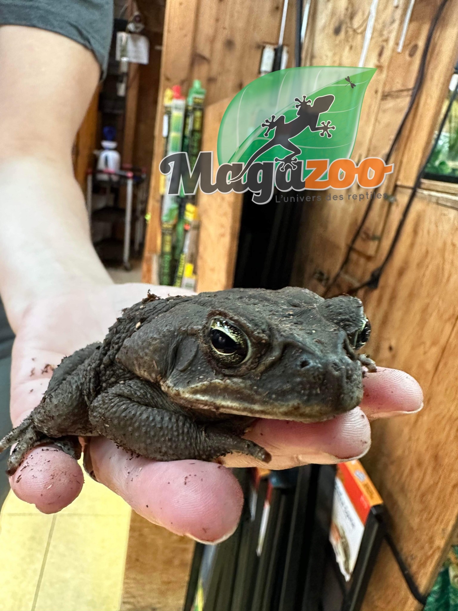Magazoo Marine toad , Cane toad