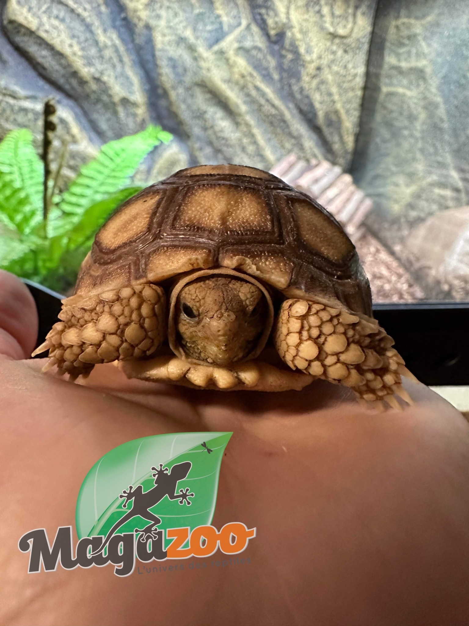 Magazoo African Spurred tortoise (Sulcata) Baby captive born #1, born on September 11, 2022
