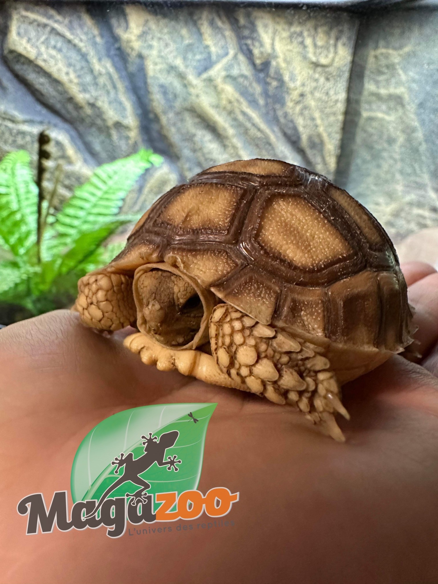 Magazoo African Spurred tortoise (Sulcata) Baby captive born #1, born on September 11, 2022