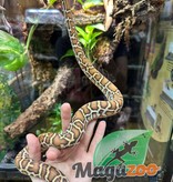 Magazoo Burmese python Caramel (1) het. Toffee (2) Baby 2022 Female