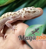 Magazoo Leopard gecko Mack snow W&Y radar het Enigma  Male