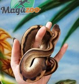 Magazoo Ball python genetic male stripe