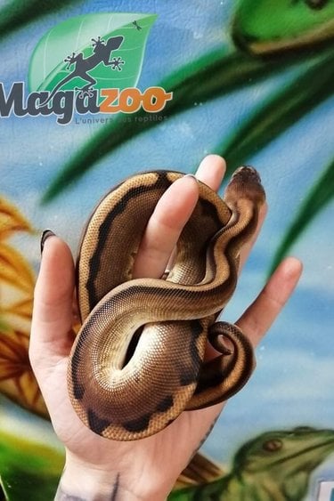 Magazoo Ball python genetic male stripe