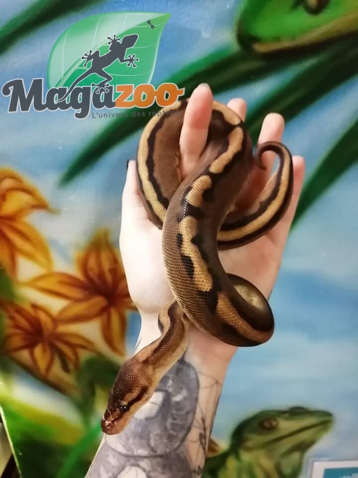 Magazoo Ball python genetic male stripe