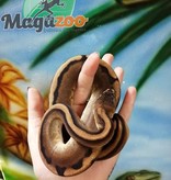 Magazoo Python Royal génétique stripe Mâle