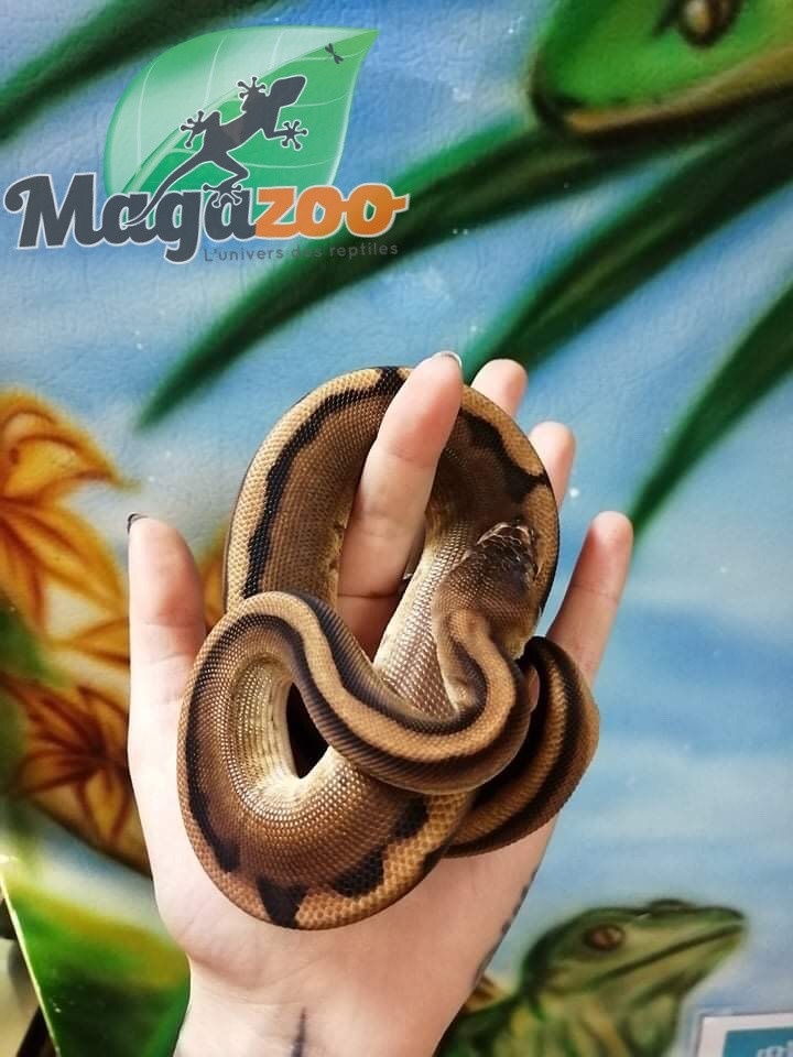 Magazoo Ball python genetic male stripe