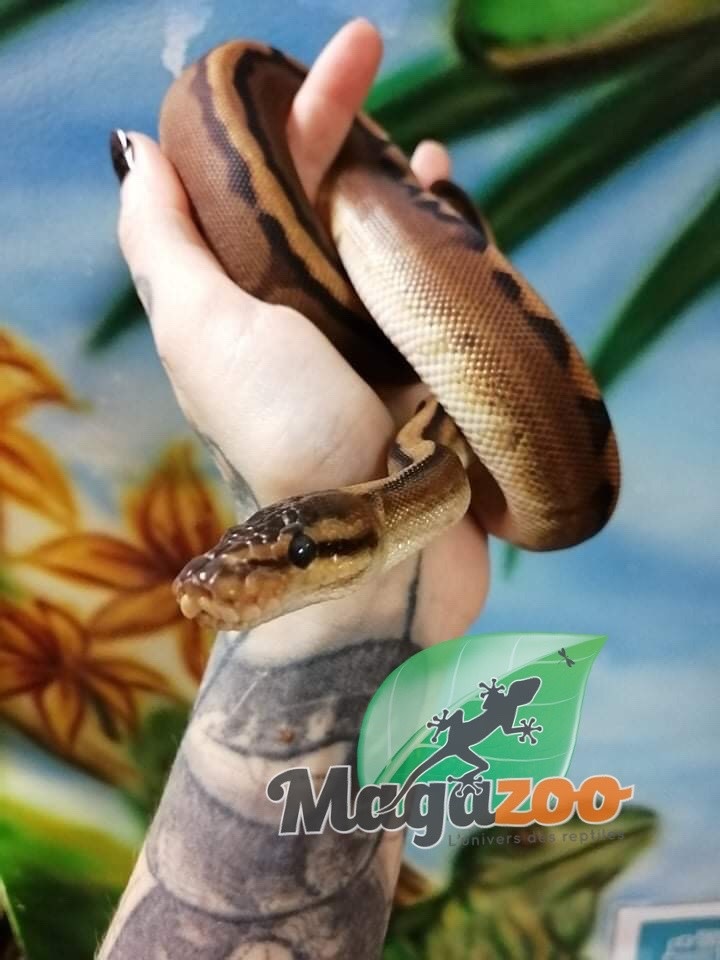Magazoo Python Royal génétique stripe Mâle