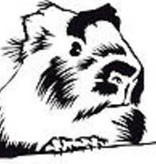 Magazoo Cochon d'inde Guinea congelé