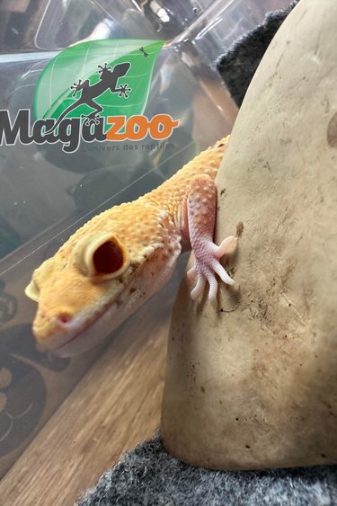 Magazoo Gecko léopard Tangerine bell albino (yeux rouge ) femelle / Adoption 2ième chance