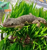 Magazoo House Gecko female