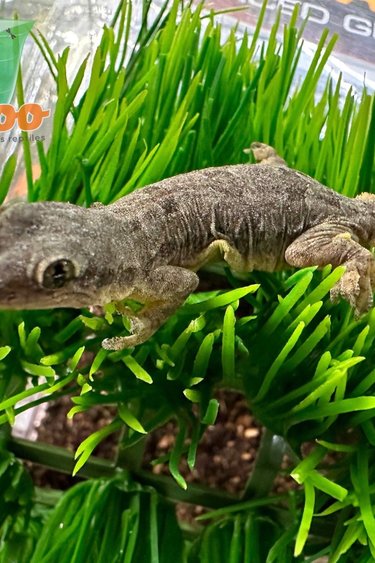 Magazoo Gecko des maisons Femelle - Female house gecko