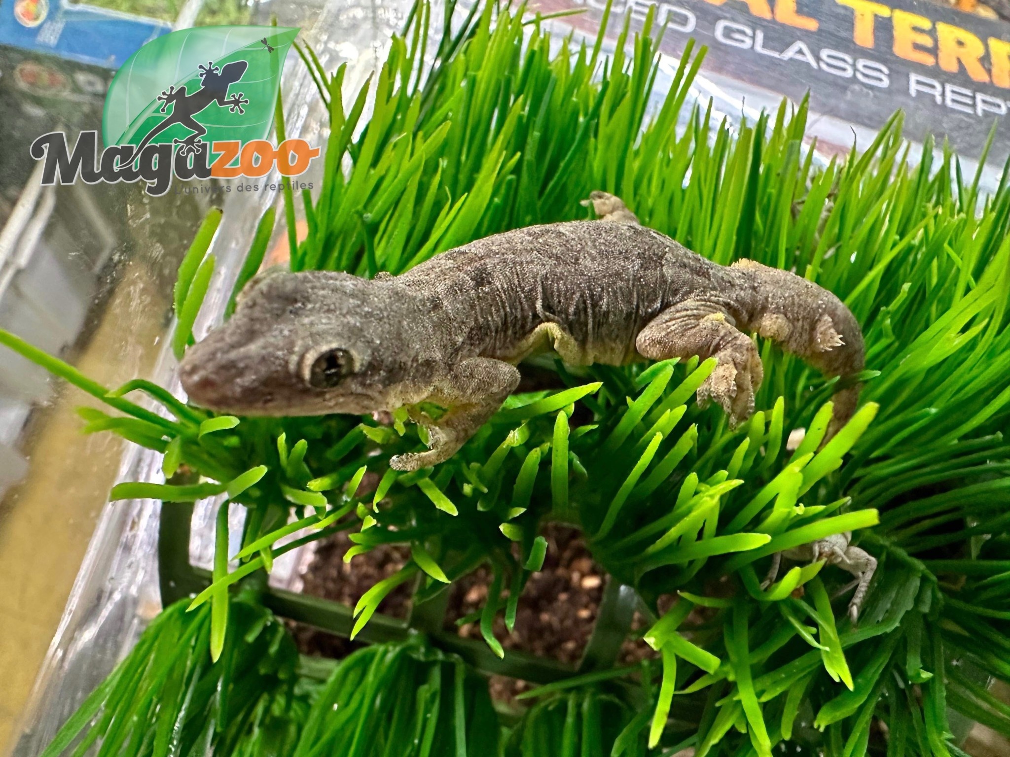 Magazoo Gecko des maisons Femelle - Female house gecko