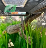 Magazoo Gecko des maisons Femelle - Female house gecko
