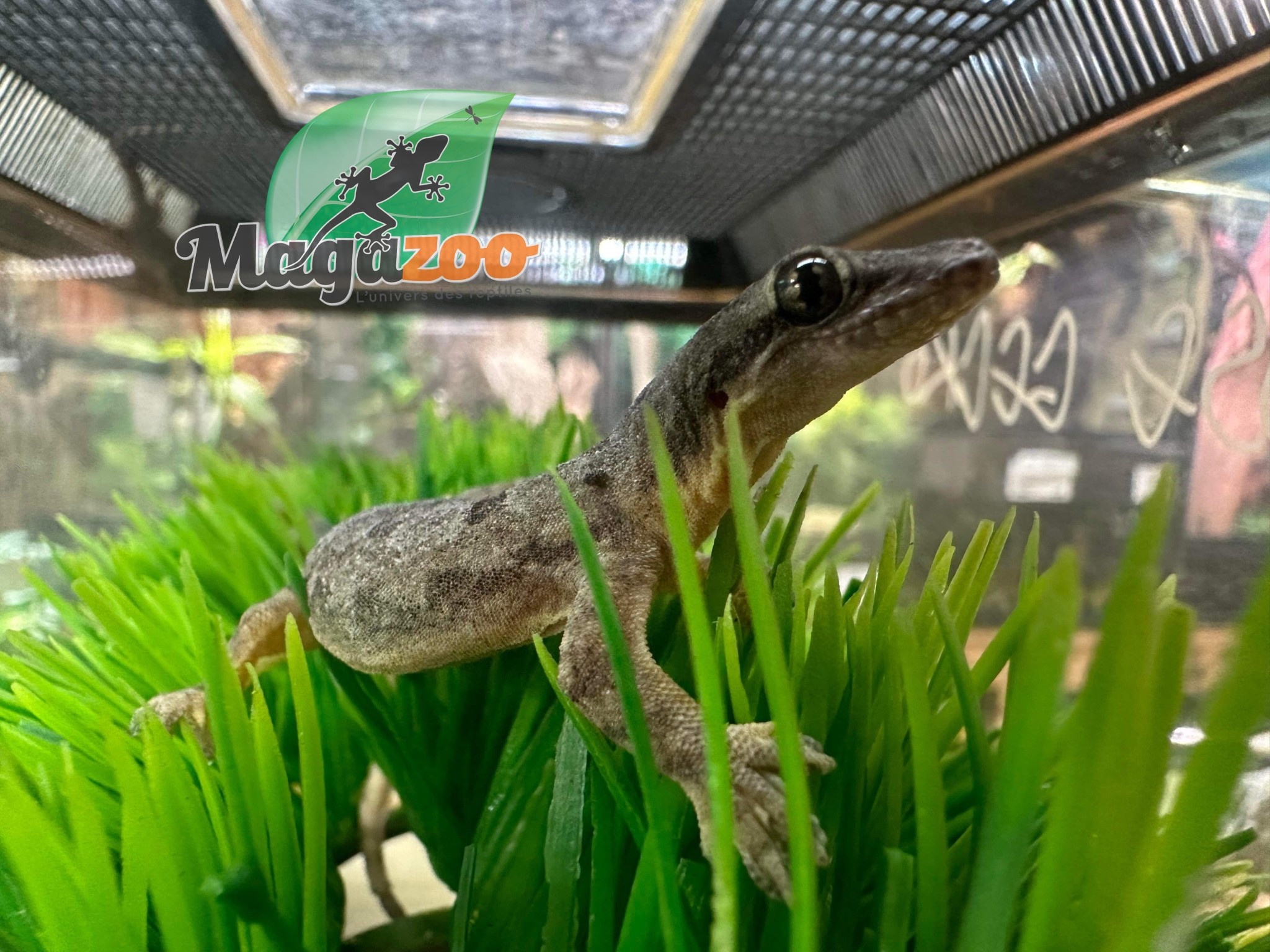 Magazoo House Gecko female