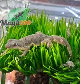 Magazoo House Gecko female