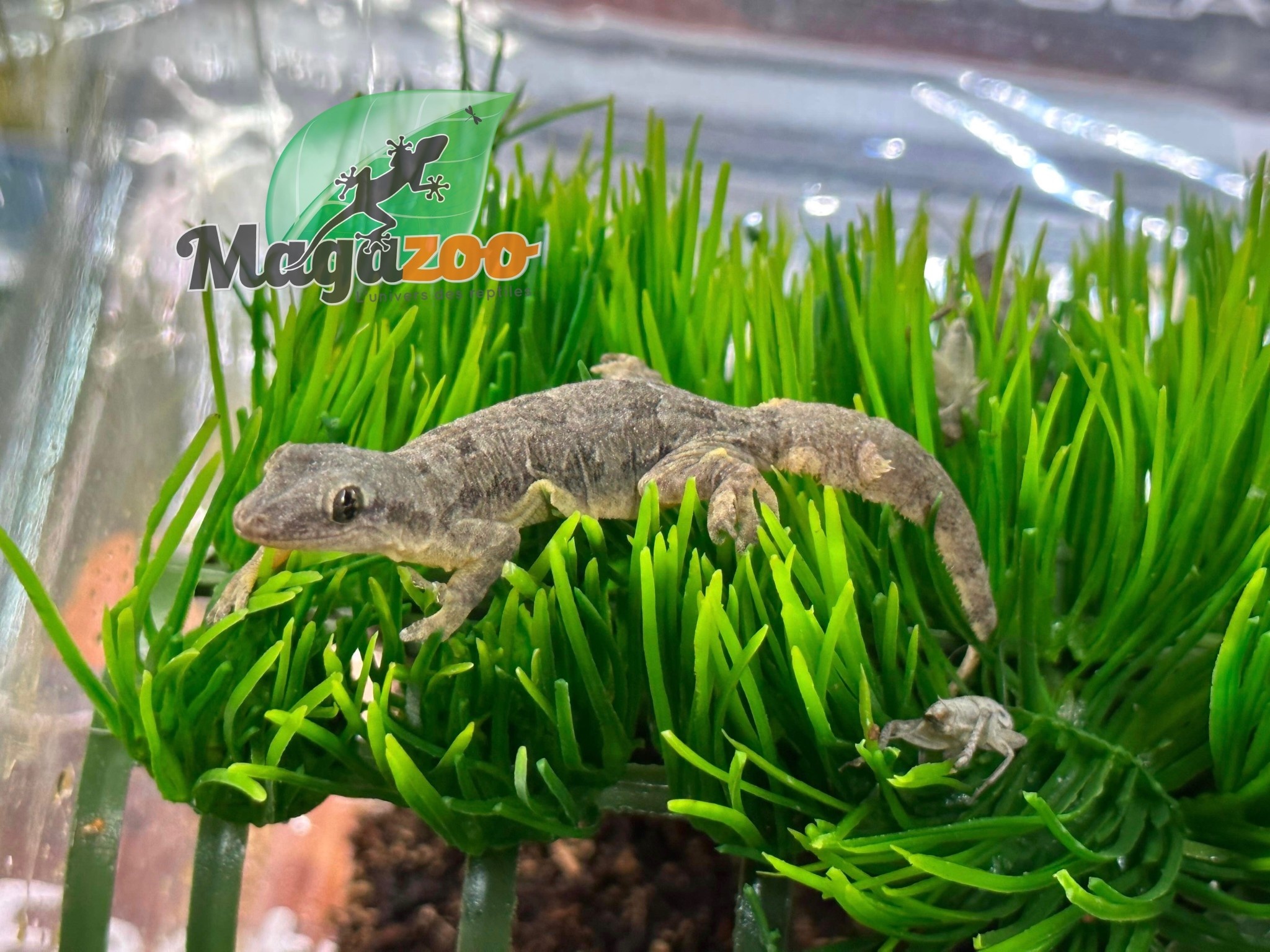 Magazoo House Gecko female