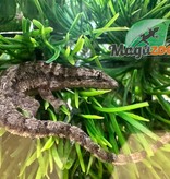 Magazoo House Gecko female