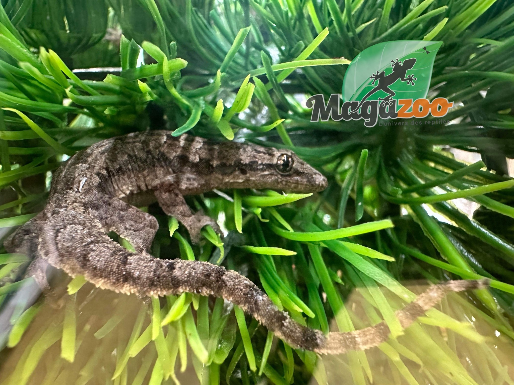 Magazoo House Gecko female