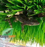 Magazoo Gecko des maisons Femelle - Female house gecko