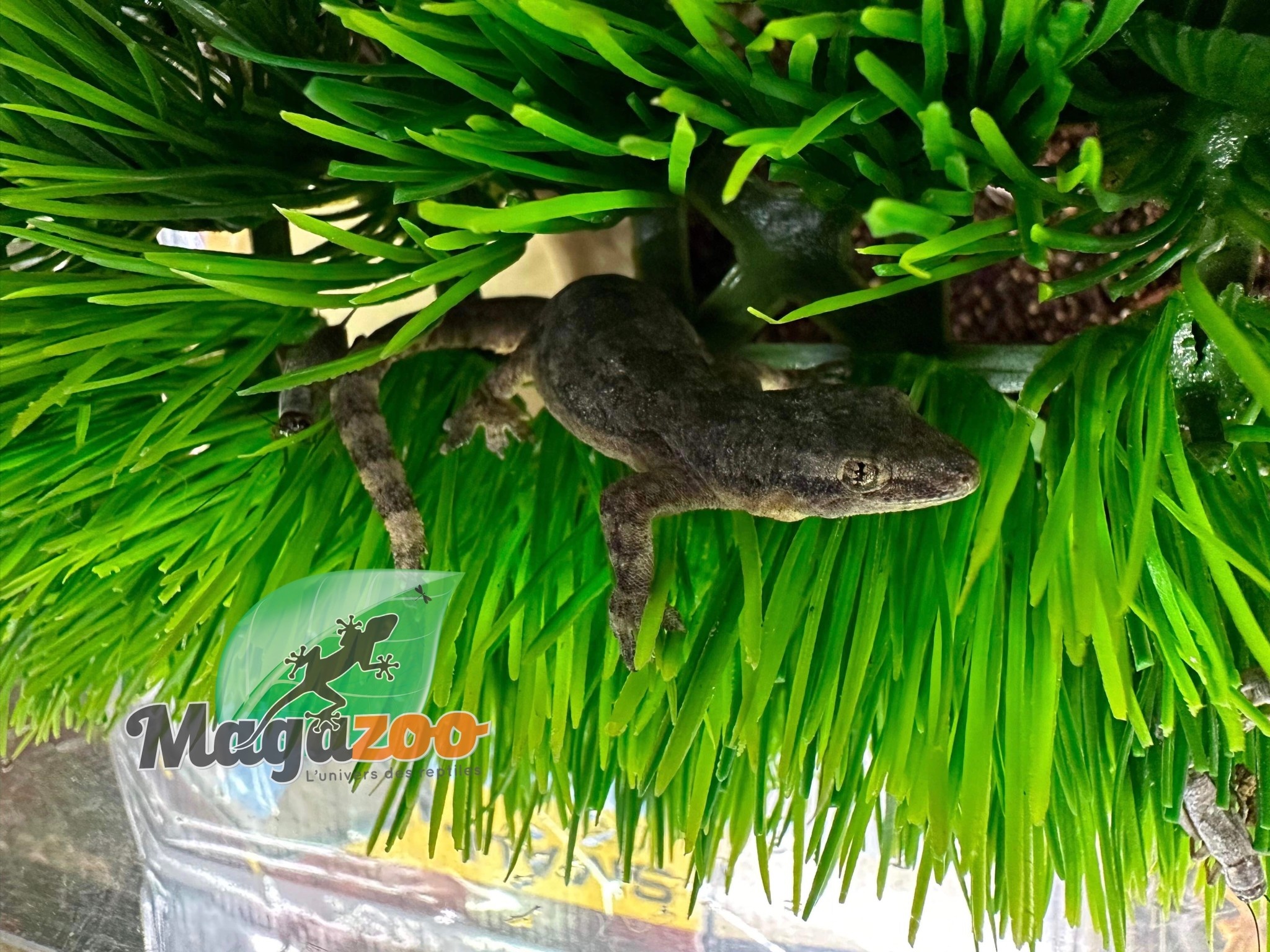 Magazoo Gecko des maisons Femelle - Female house gecko
