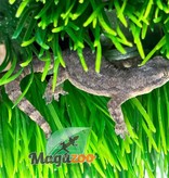 Magazoo House Gecko female