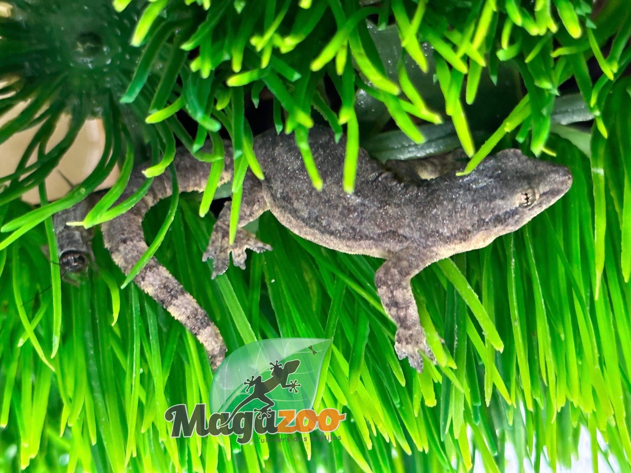 Magazoo House Gecko female