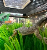 Magazoo House Gecko female