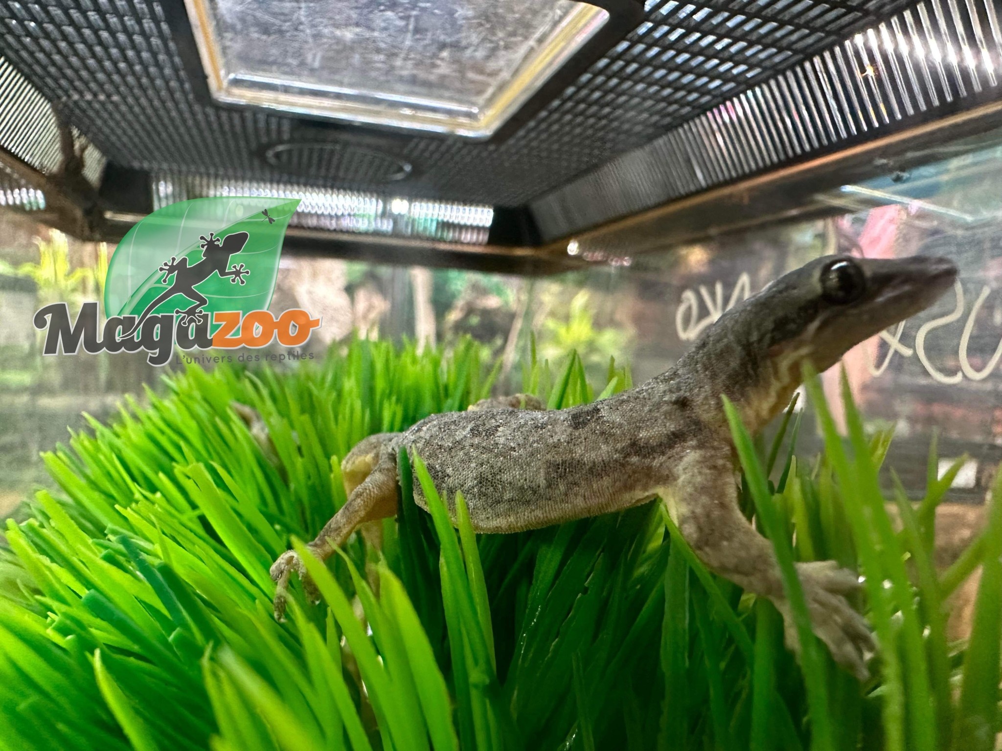 Magazoo Gecko des maisons Femelle - Female house gecko
