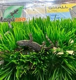 Magazoo Gecko des maisons Femelle - Female house gecko