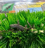 Magazoo House Gecko female