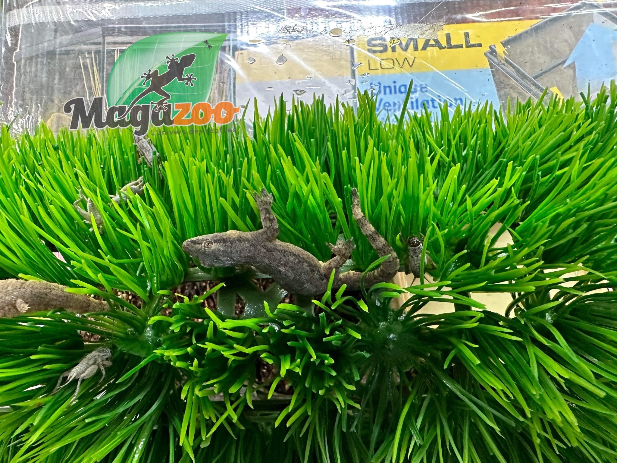 Magazoo House Gecko female