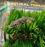 Magazoo House Gecko female