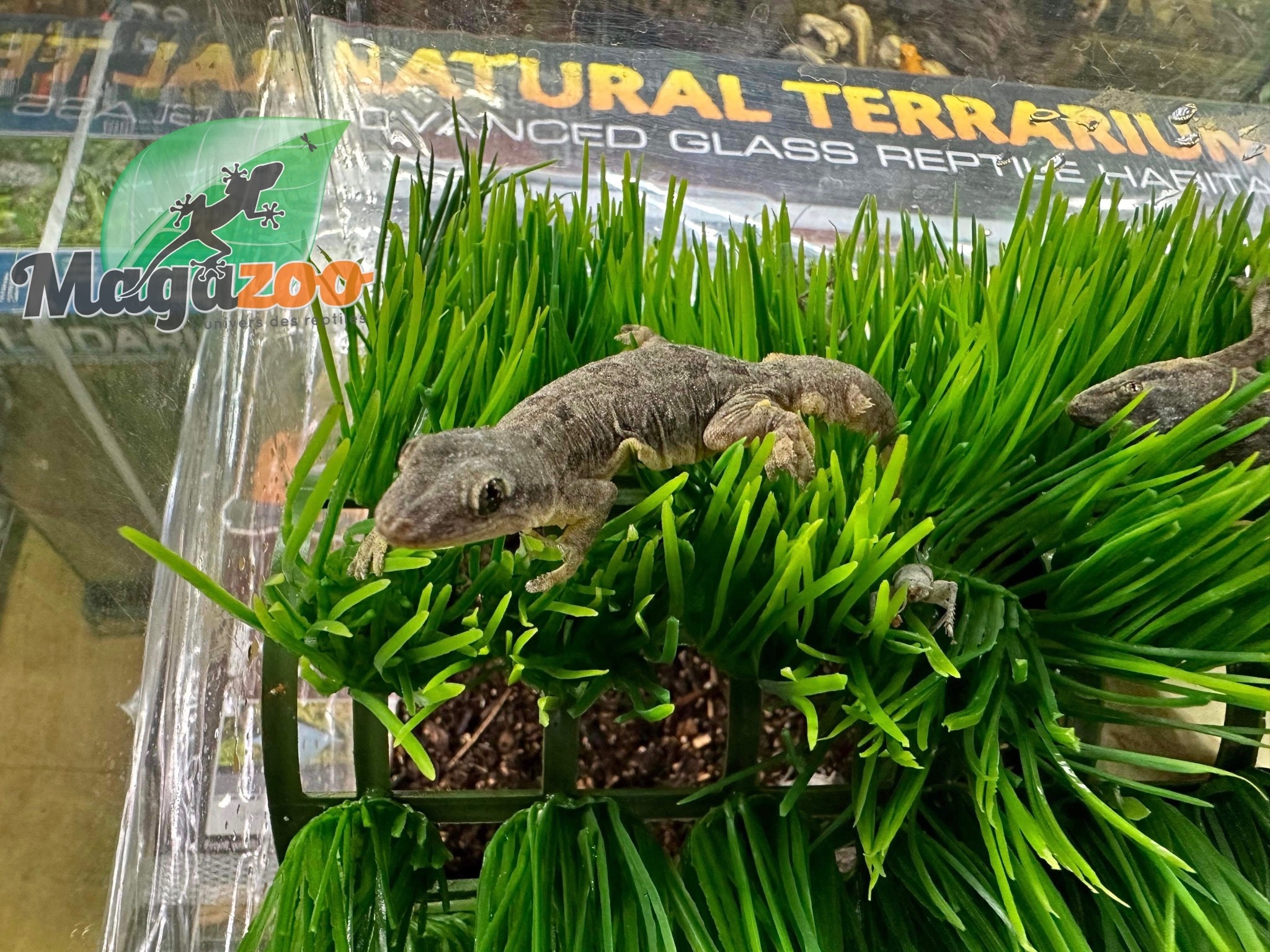 Magazoo Gecko des maisons Femelle - Female house gecko