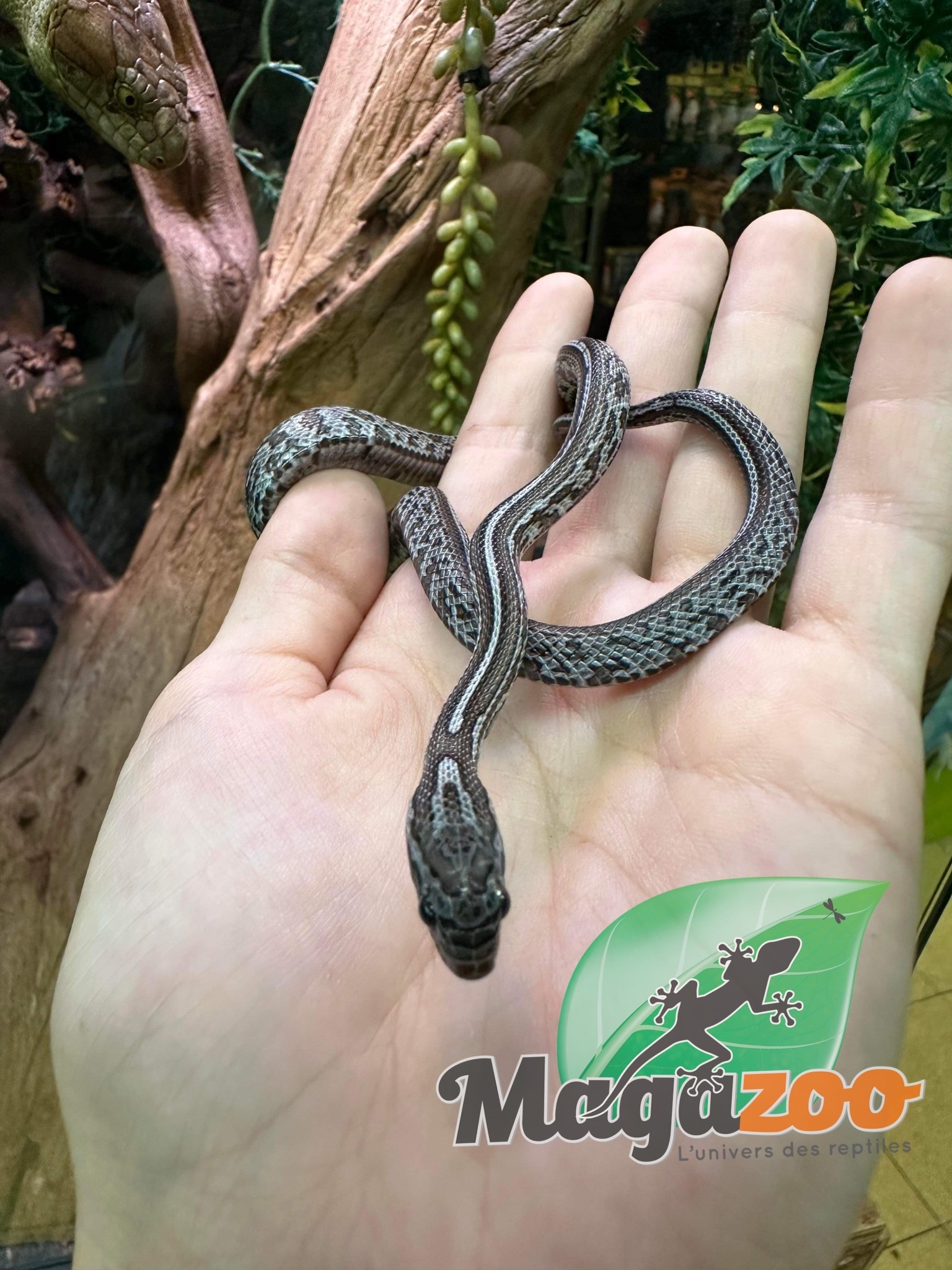 Magazoo Corn snake Tessera Charcoal