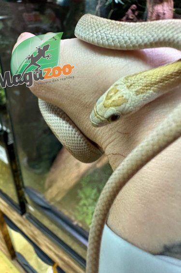Magazoo Serpent des blés Amber Stripe femelle 6-07-22