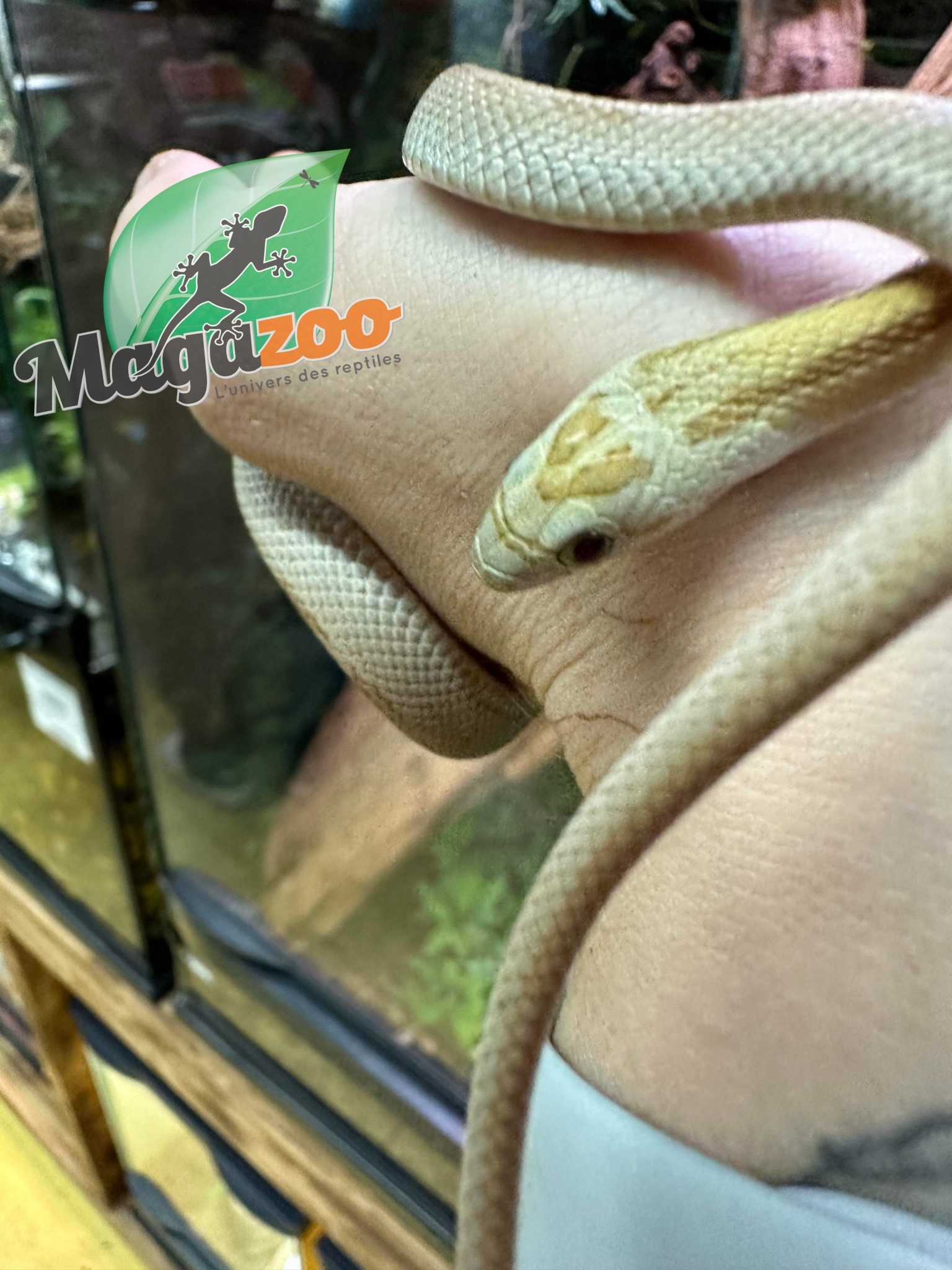 Magazoo Corn snake Amber Stripe female born July 6, 2022