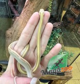 Magazoo Corn snake Amber Stripe female born July 6, 2022